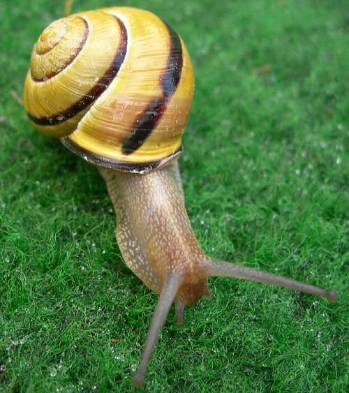 schnecke Schnecke